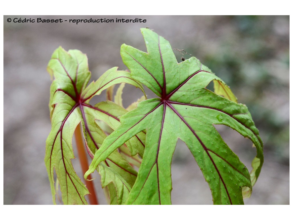 BEGONIA PEDATIFIDA