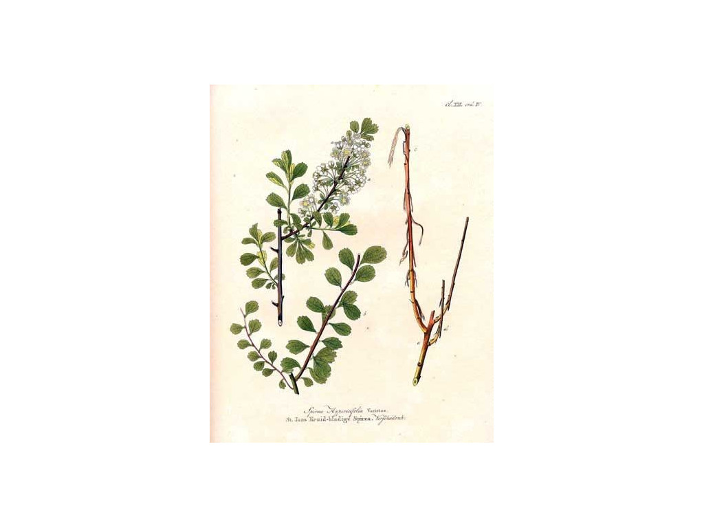 SPIRAEA HYPERICIFOLIA KGZ5649 SPIRAEA HYPERICIFOLIA KGZ5649