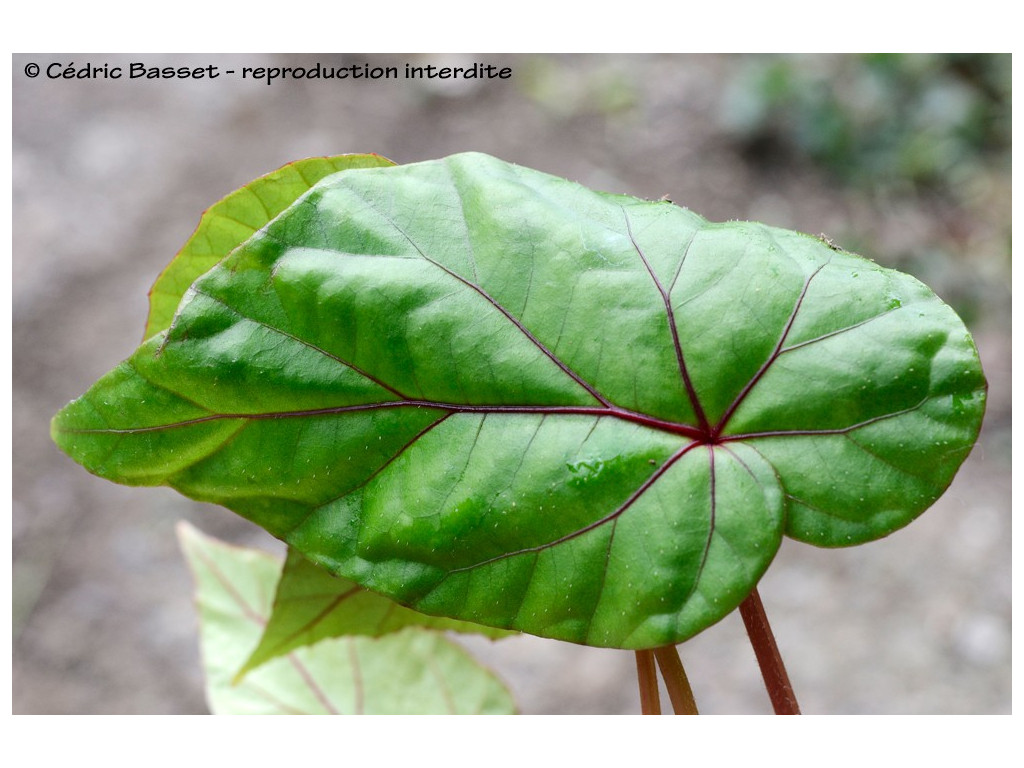 BEGONIA HANDELII