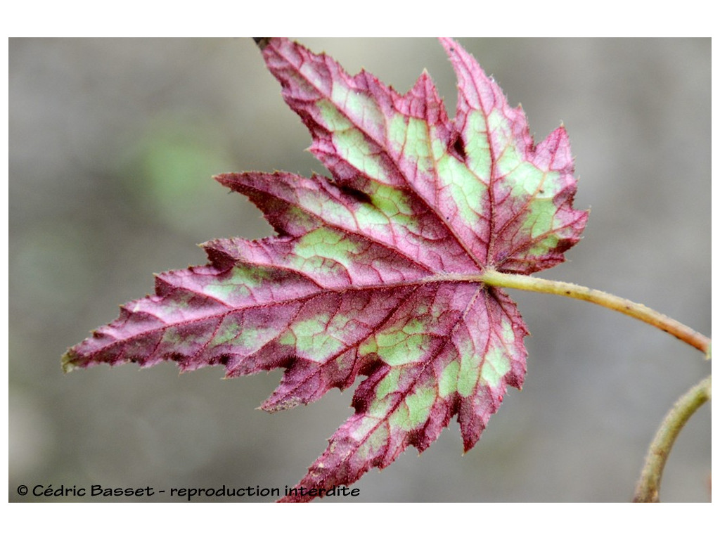 BEGONIA PALMATA var.BOWRINGIANA
