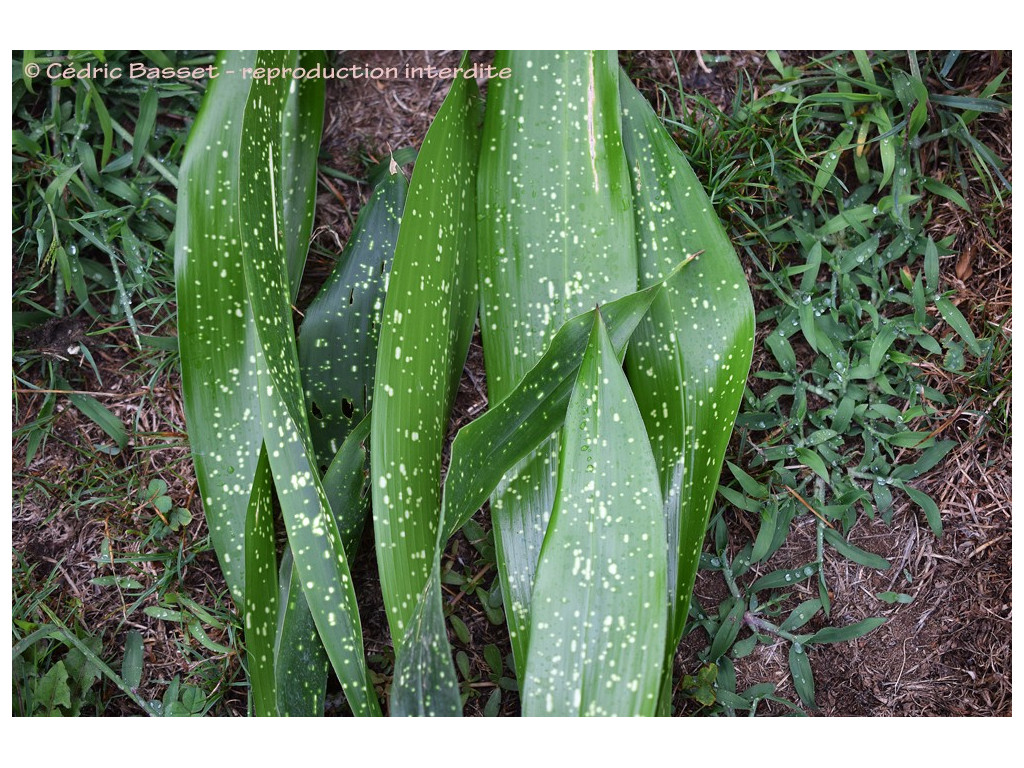 ASPIDISTRA ELATIOR 'SPEK-TACULAR'