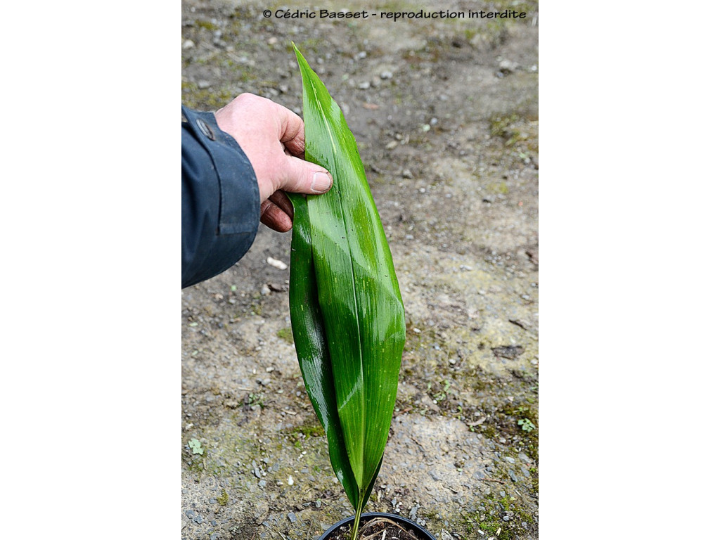 ASPIDISTRA aff.FIMBRIATA