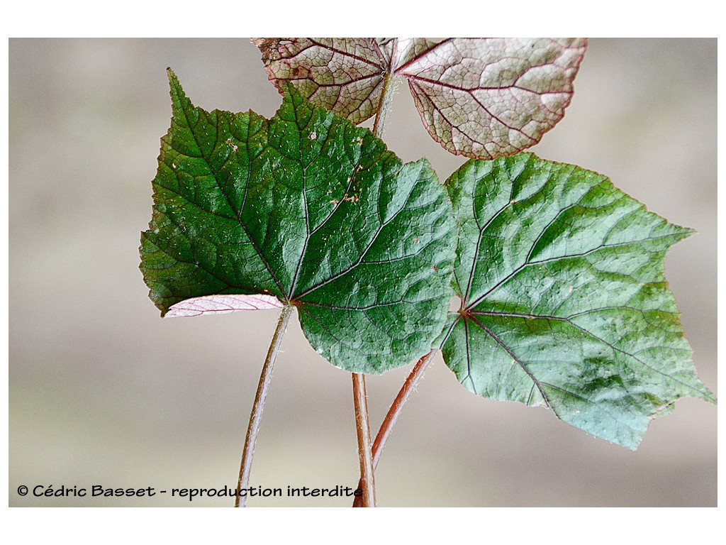 BEGONIA DUCLOUXII