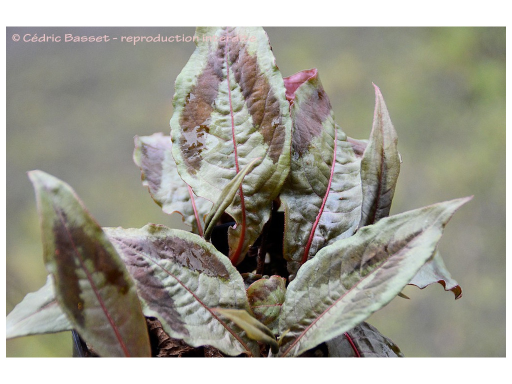 PERSICARIA VIRGINIANA 'COMPTON'S RED'