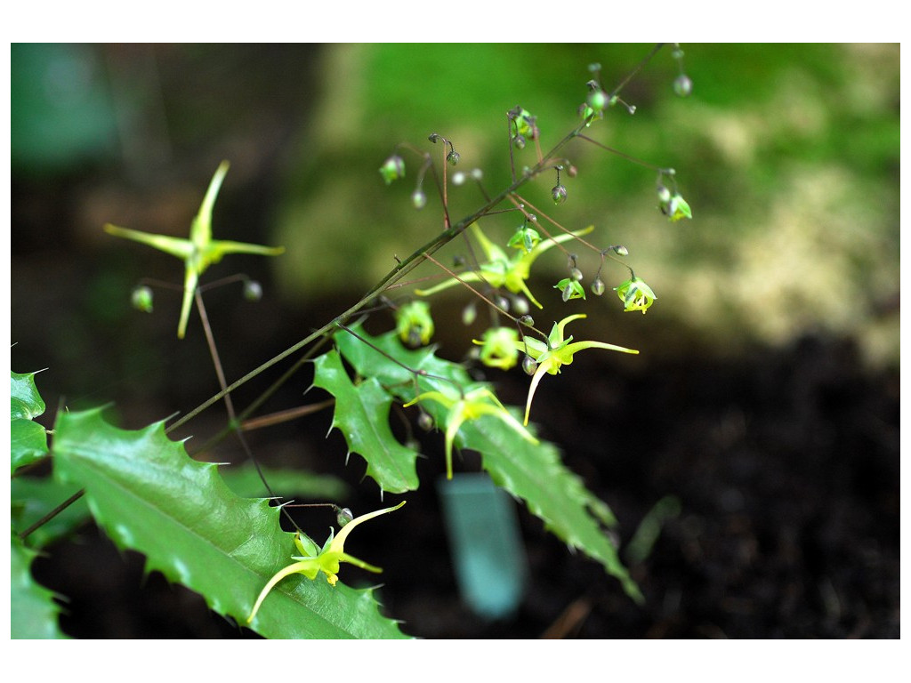 EPIMEDIUM 'SPINE TINGLER'