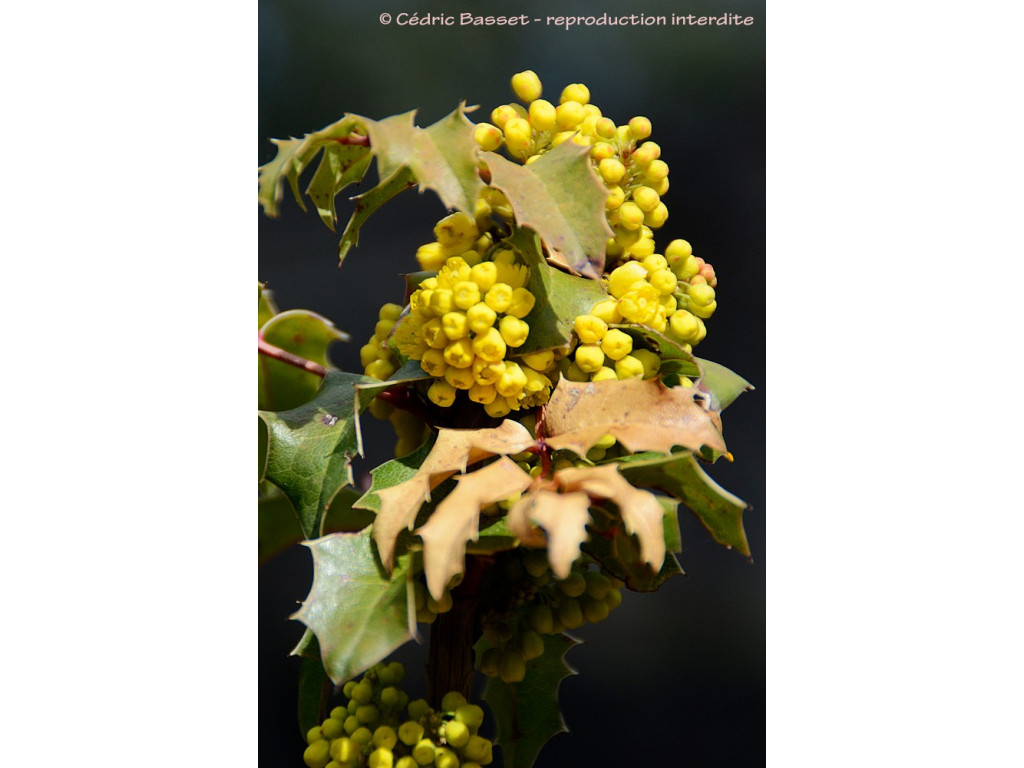 MAHONIA MORANENSIS