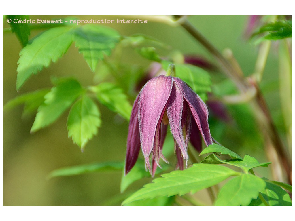 CLEMATIS MACROPETALA 'OCTOPUS' CLEMATIS MACROPETALA 'OCTOPUS'