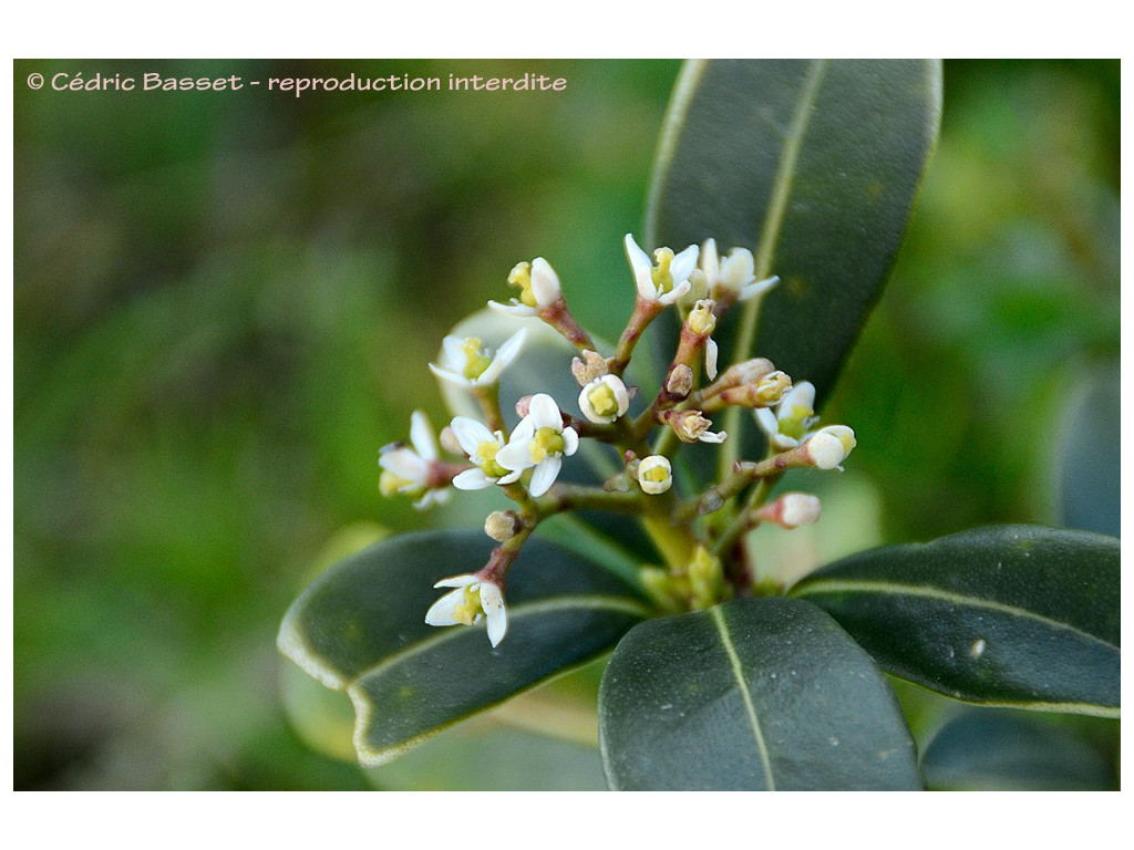 SKIMMIA CMBJP1864