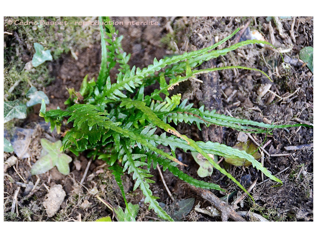 ASPLENIUM EBENOIDES