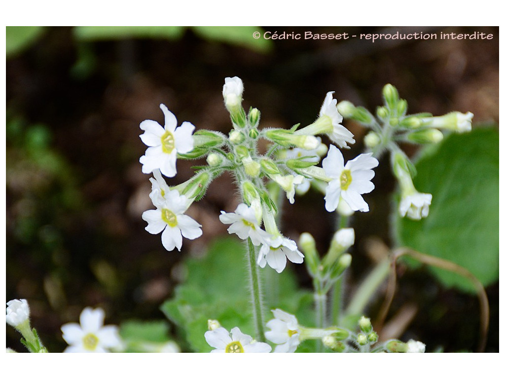 PRIMULA KISOANA var.ALBA