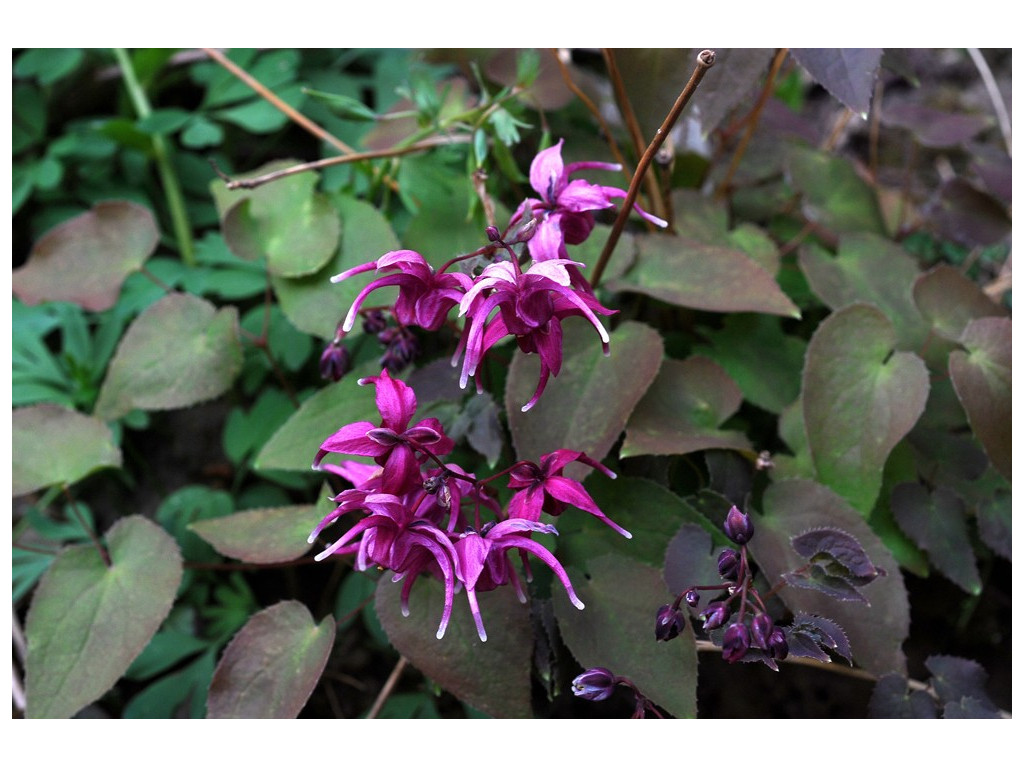 EPIMEDIUM GRANDIFLORUM 'ROSE QUEEN' EPIMEDIUM GRANDIFLORUM 'ROSE QUEEN'