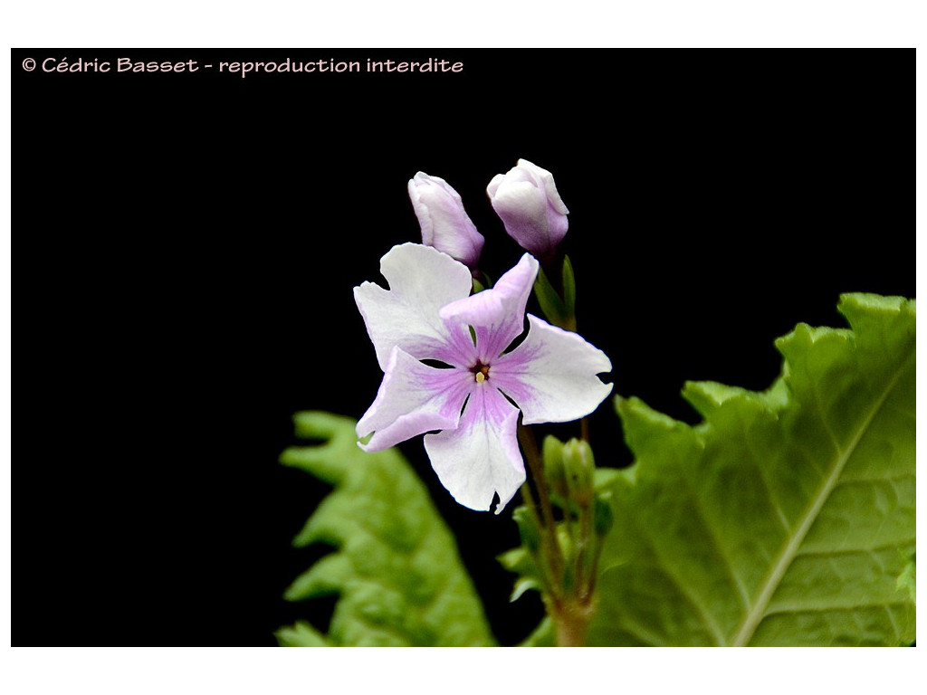 PRIMULA SIEBOLDII 'FUKIAGEZAKURA'