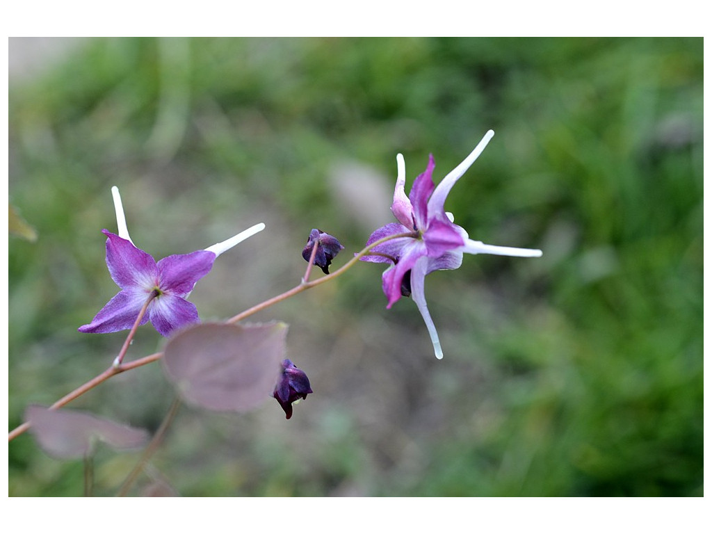 EPIMEDIUM GRANDIFLORUM 'PURPLE PIXIE'