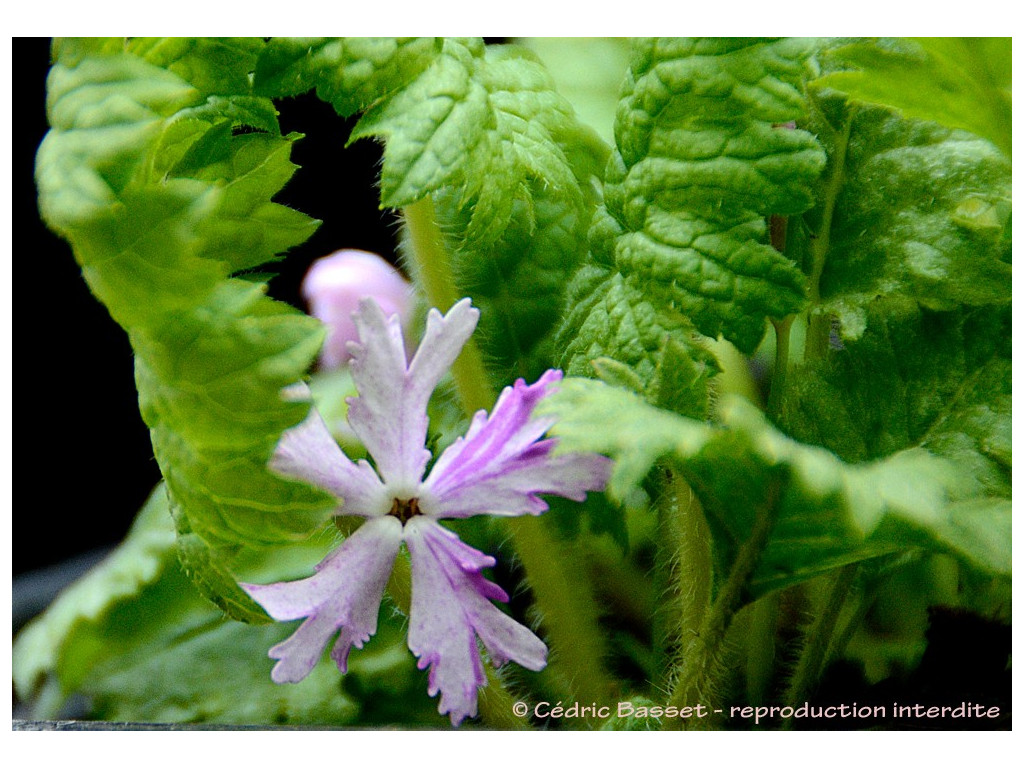 PRIMULA SIEBOLDII 'MOMIJIBASHI'