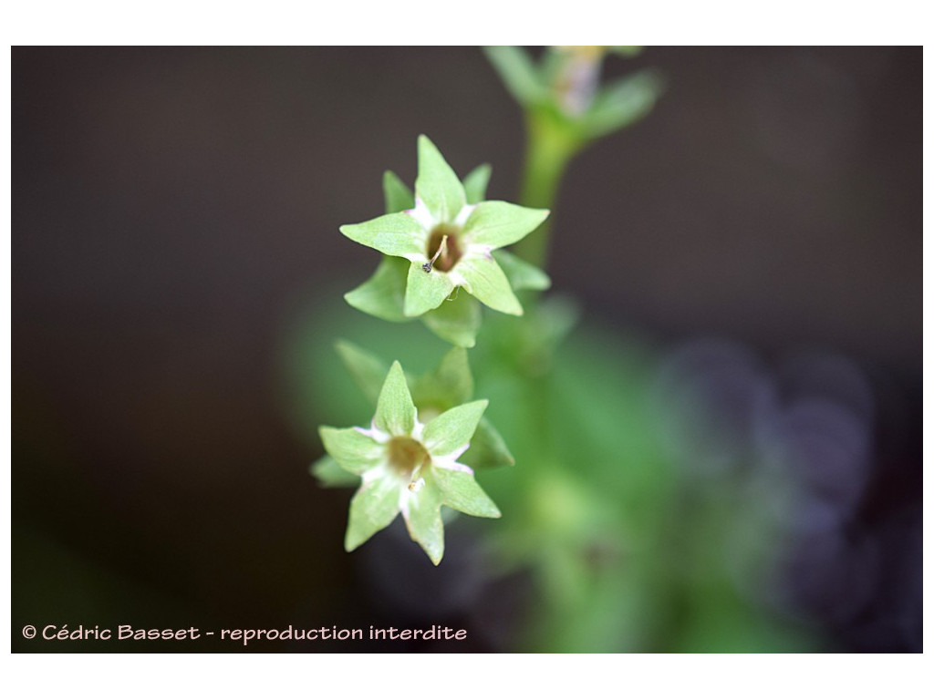 PRIMULA SIEBOLDII 'RYOKU RYU'