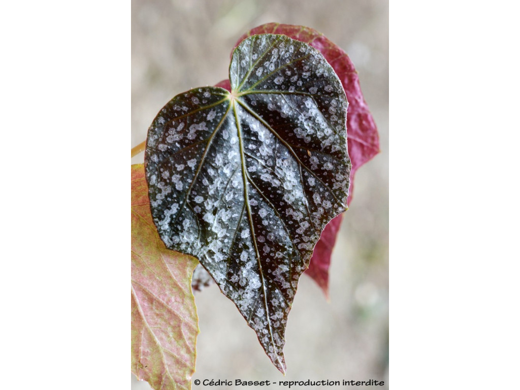 BEGONIA FORMOSANA f.ALBOMACULATA