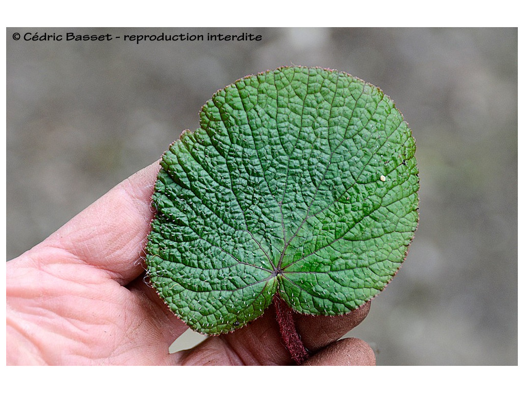 BEGONIA GULINQINGENSIS