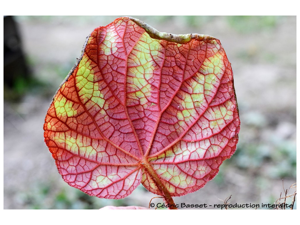 BEGONIA IRIDESCENS