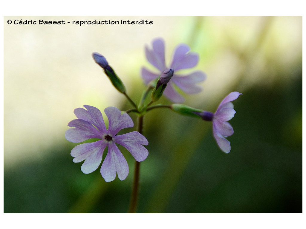 PRIMULA SIEBOLDII 'NURE TSUBANE'