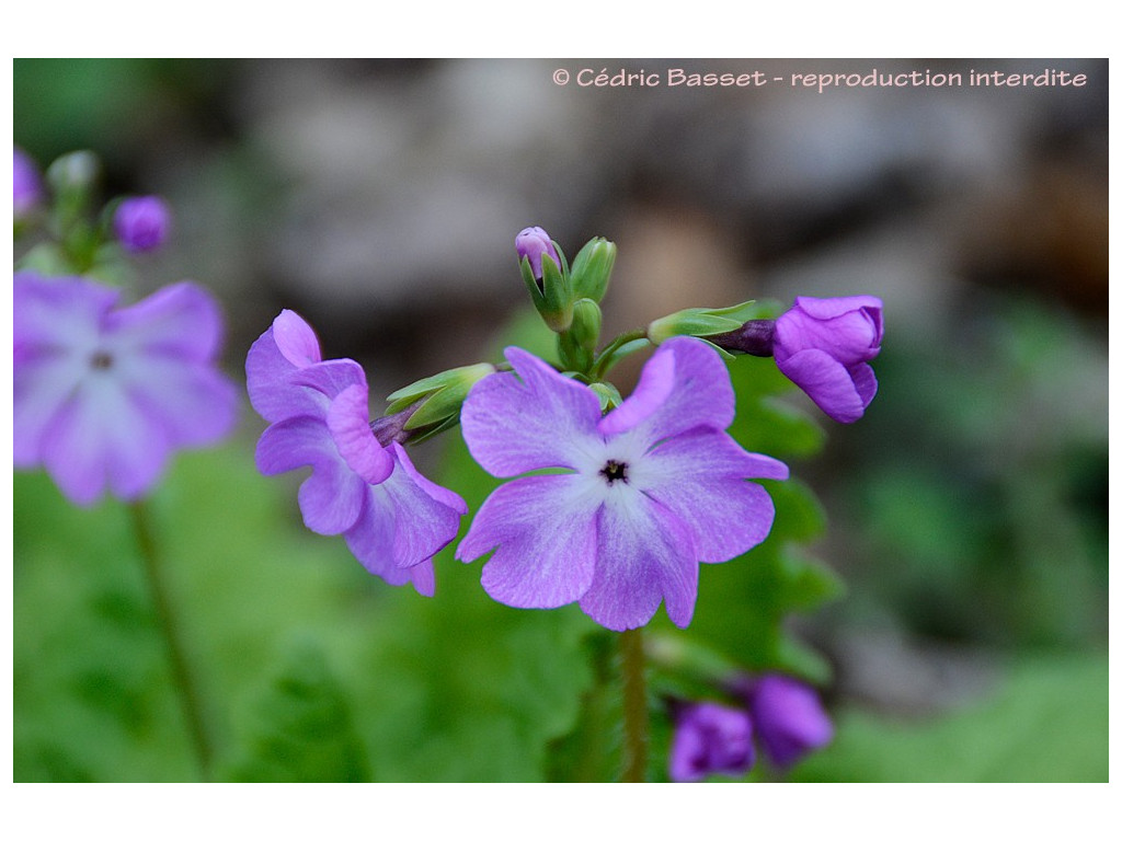 PRIMULA SIEBOLDII 'SANGOGUKO'