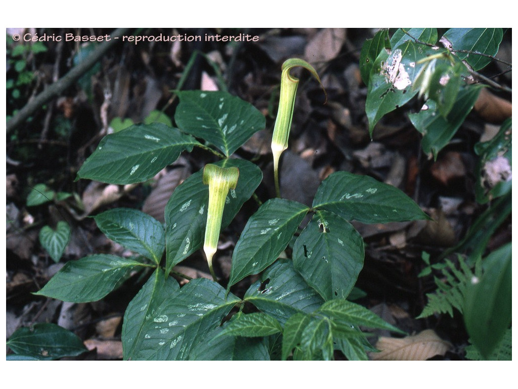 ARISAEMA LOBATUM W/O-9070