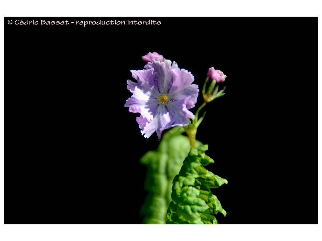 PRIMULA SIEBOLDII 'ISAMIJISHI'