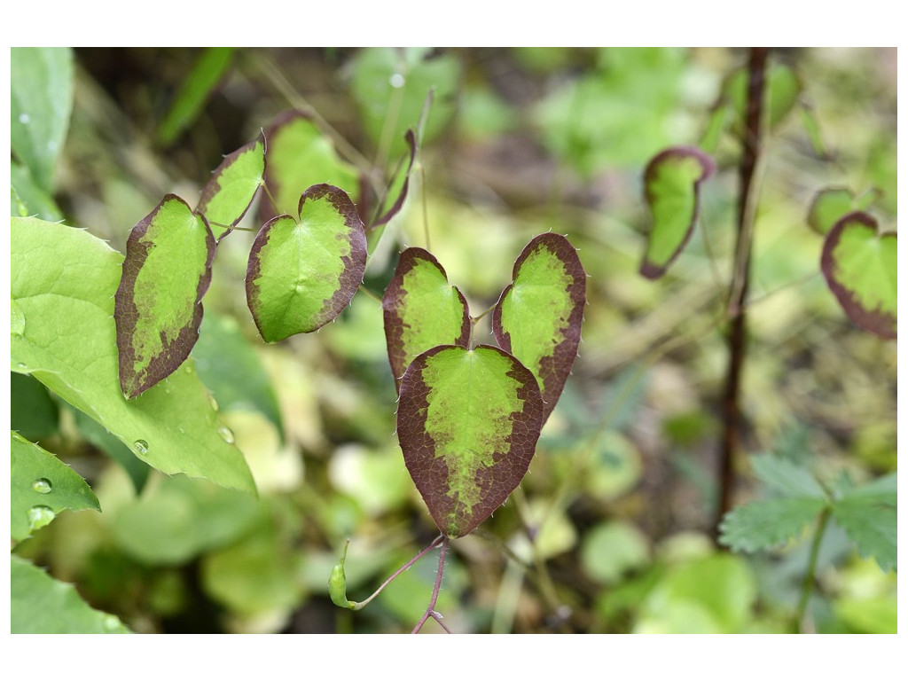 EPIMEDIUM GRANDIFLORUM var.HIGOENSE