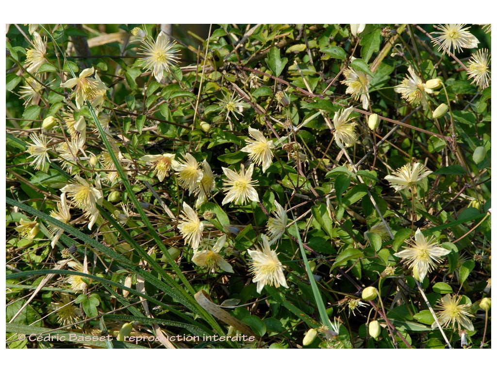 CLEMATIS GRATOPSIS CH6258