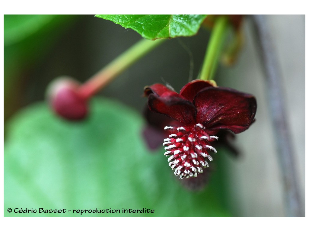 SCHISANDRA RUBRIFLORA