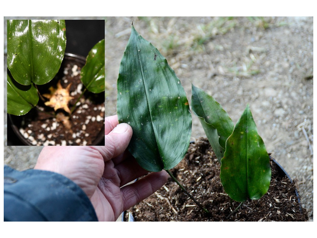 ASPIDISTRA LIBOENSIS