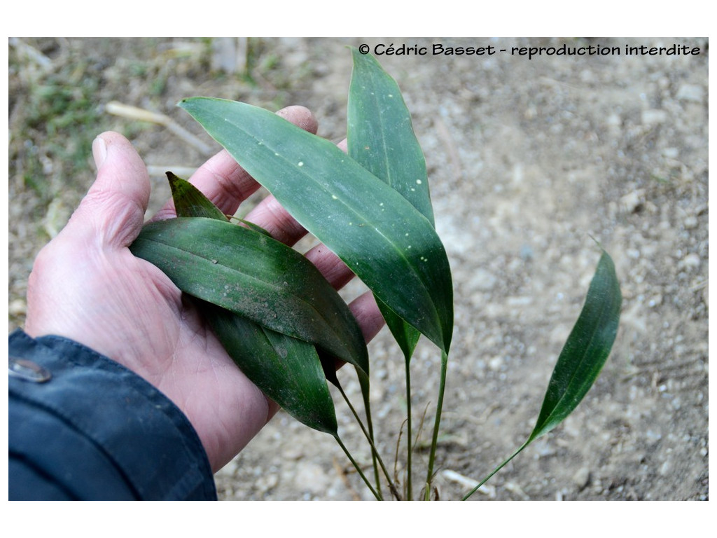 ASPIDISTRA sp.2 CY2011 (Chine) ASPIDISTRA sp.2 CY2011 (Chine)