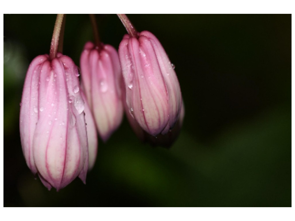 DISPORUM sp. (Chine)