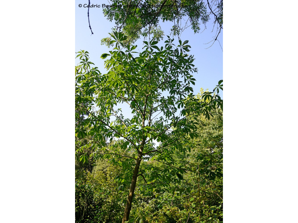 AESCULUS ASSAMICA