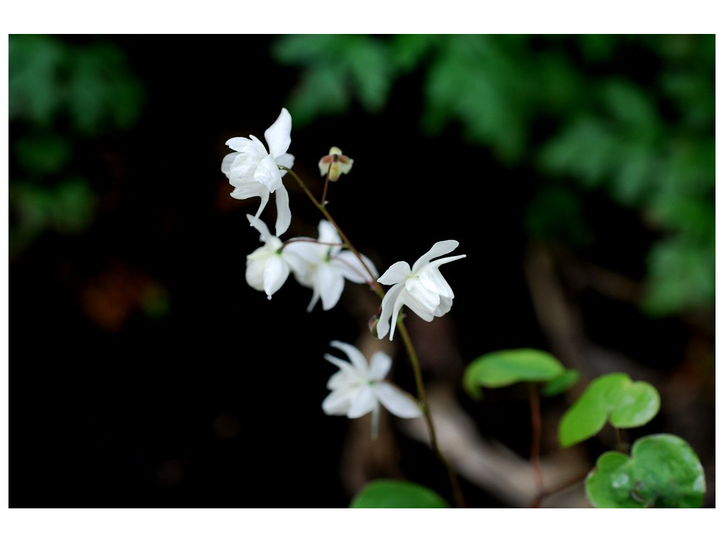 EPIMEDIUM X YOUNGIANUM 'NIVEUM'