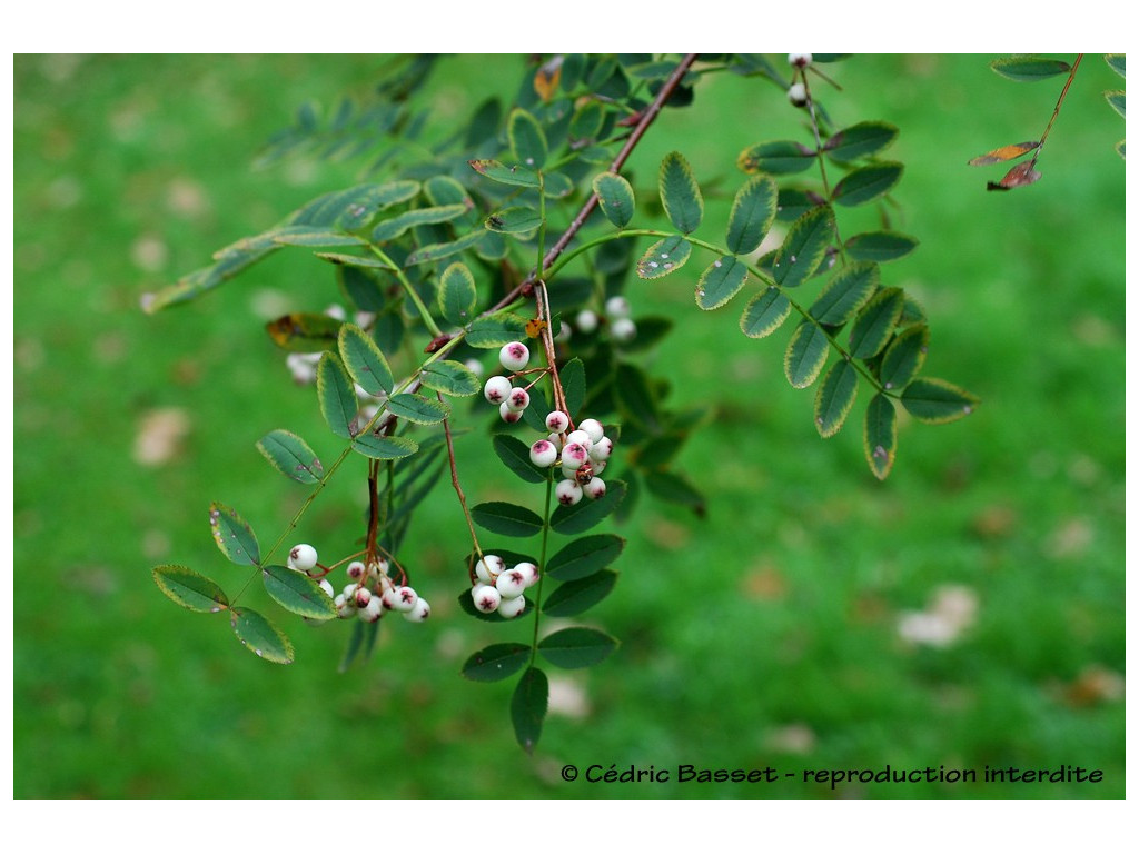 SORBUS FORRESTII