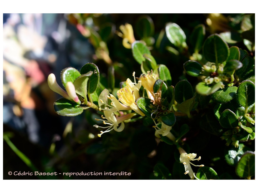 LONICERA CRASSIFOLIA