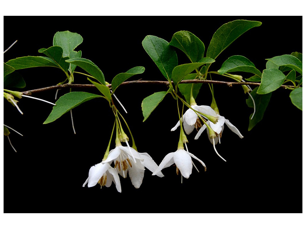 STYRAX JAPONICA 'SNOW CONE' STYRAX JAPONICA 'SNOW CONE'