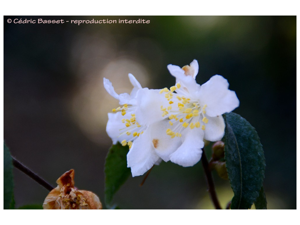 CAMELLIA FORRESTII