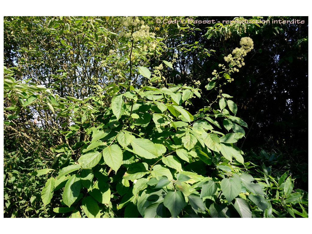 ARALIA CACHEMIRICA