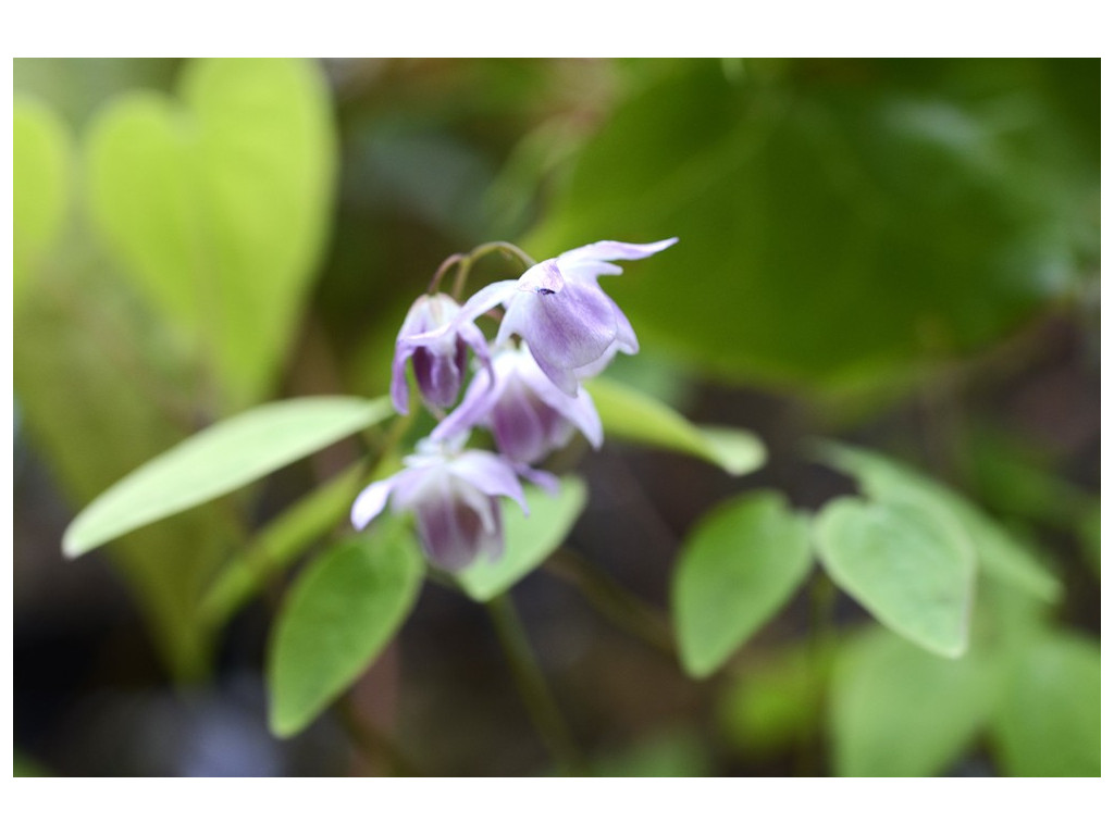 EPIMEDIUM x YOUNGIANUM 'ROSEUM'