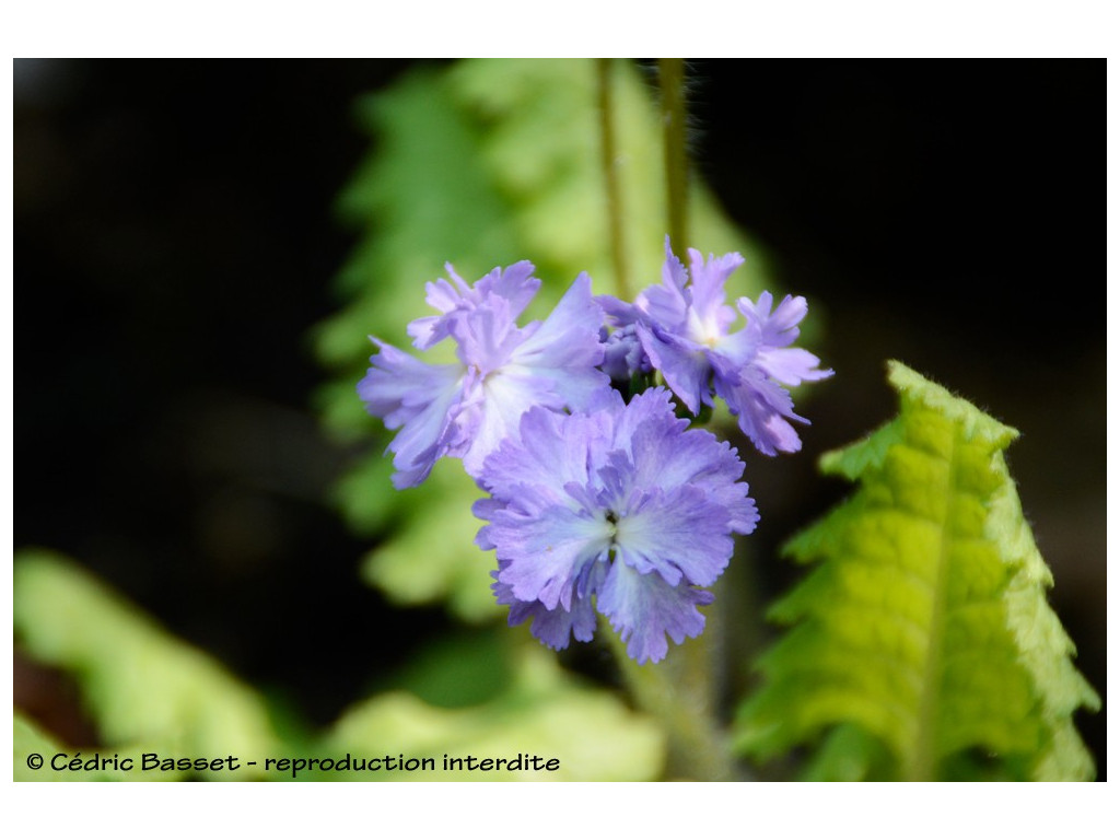 PRIMULA SIEBOLDII 'FUJI SHISHI'