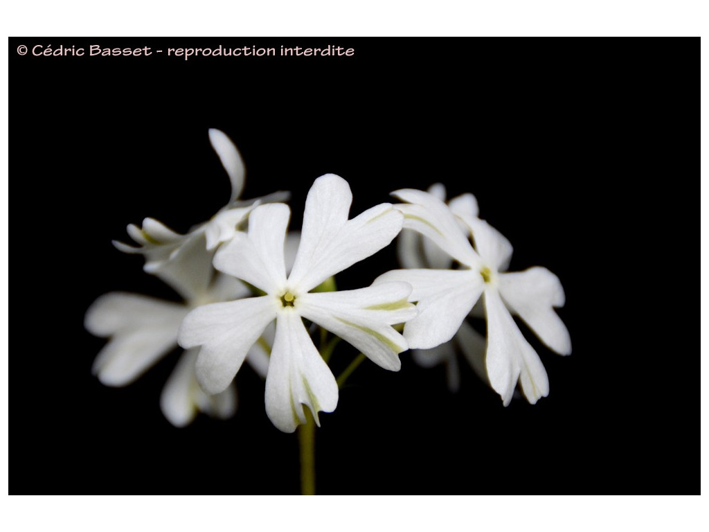 PRIMULA SIEBOLDII 'AOBA NO FUE'