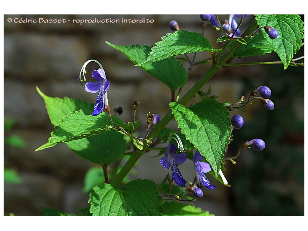 CARYOPTERIS DIVARICATA