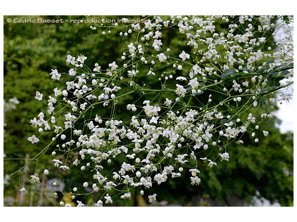 THALICTRUM DELAVAYI 'SPLENDIDE WHITE'