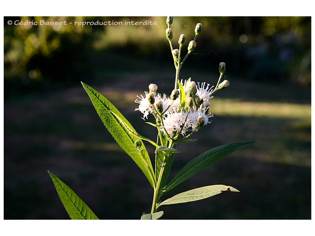 VERNONIA NOVEBORACENSIS 'WHITE LIGHTNING'