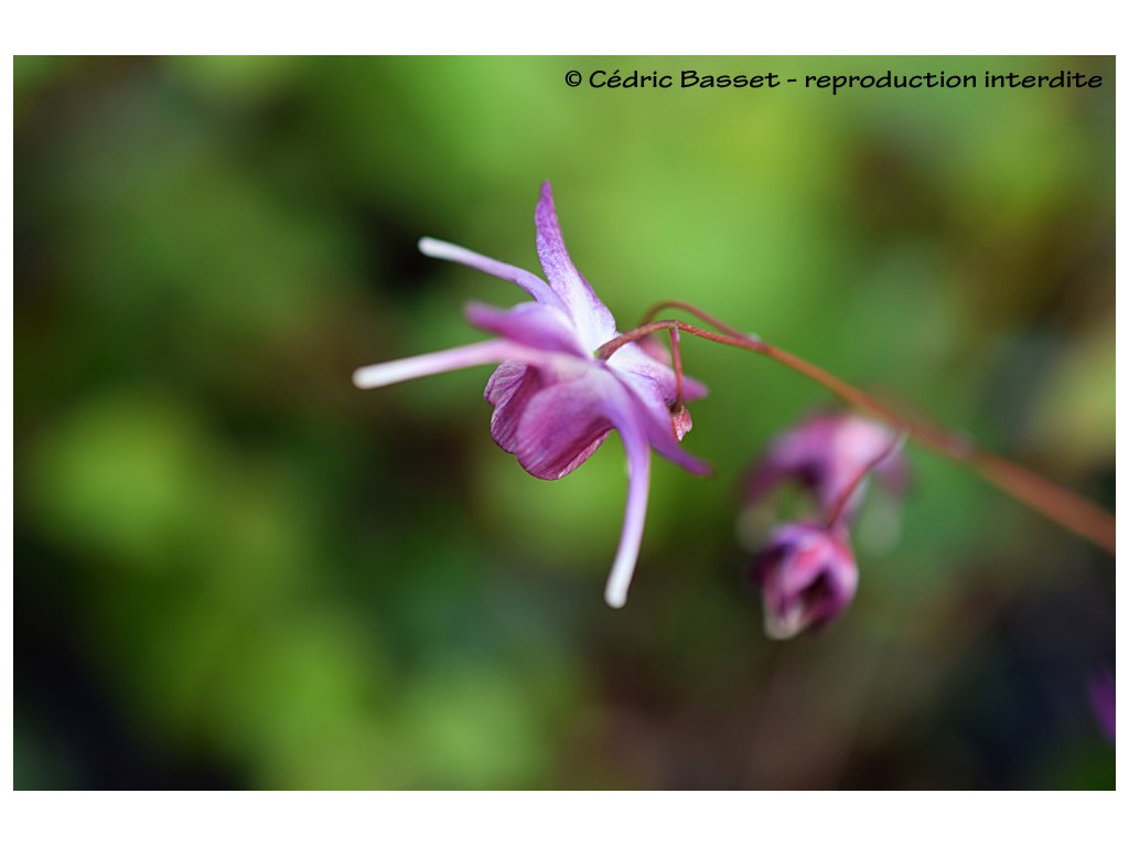 EPIMEDIUM GRANDIFLORUM 'FREYA'