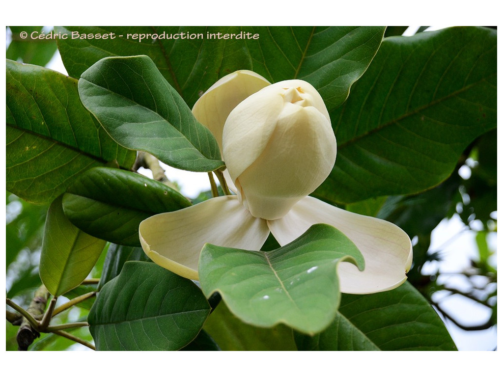 MAGNOLIA DELAVAYI