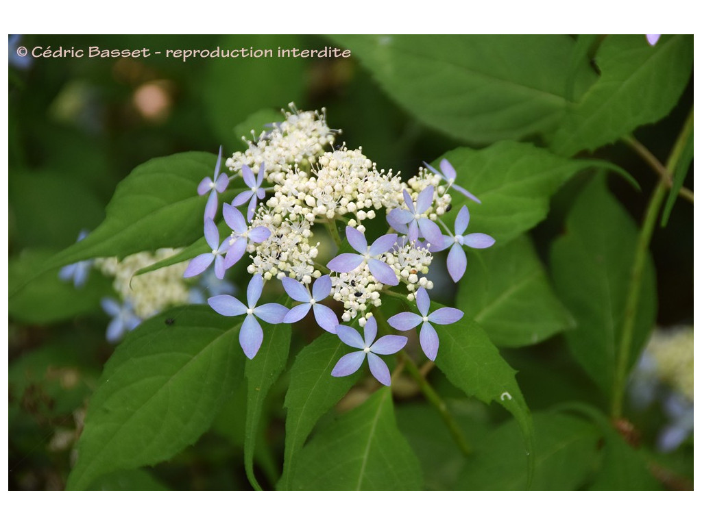 HYDRANGEA SERRATA 'SEIRYO'