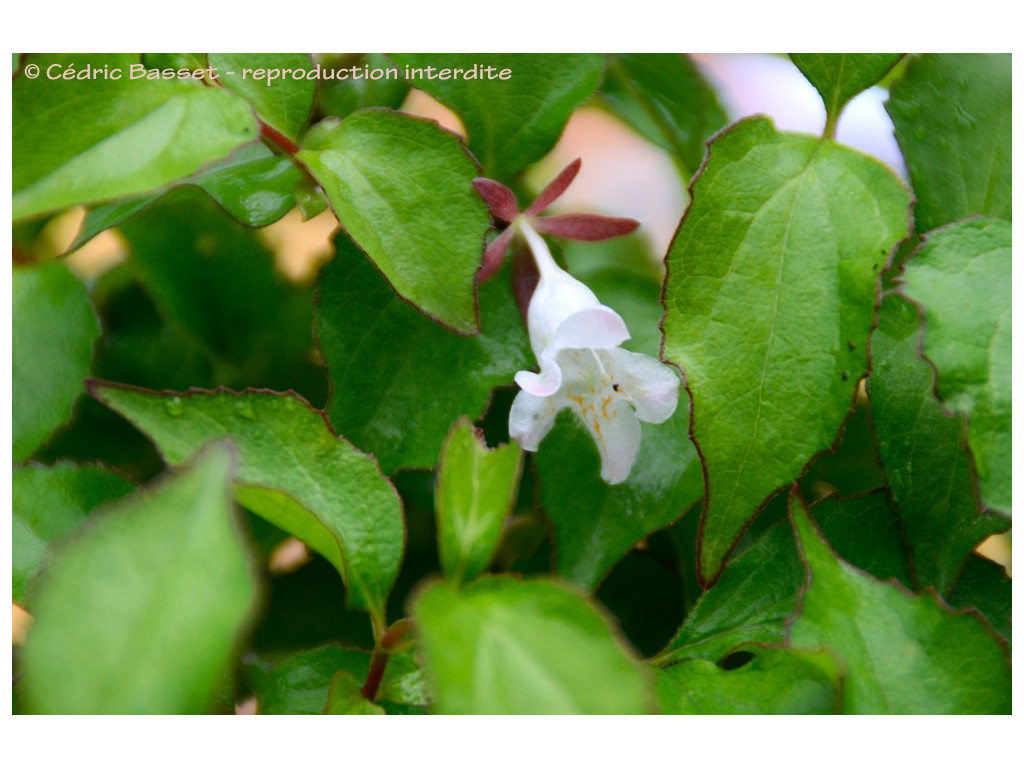 ABELIA aff.SERRATA CBJP2092