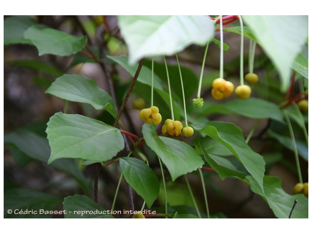 SCHISANDRA SPHENANTHERA